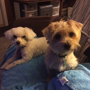 fox pups posing 051115