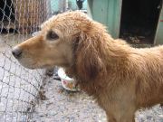 pet-adoption-1360761