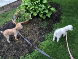 dogs_fringe_IMG_1990