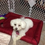 dogs_nopretender_IMG_1565