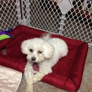 dogs_nopretender_IMG_1565