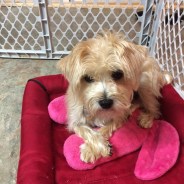 dogs_scolded_IMG_1564