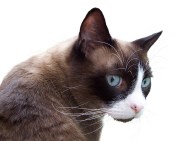 curious-cat-cutout-1405973