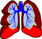 lungs-39980_1280