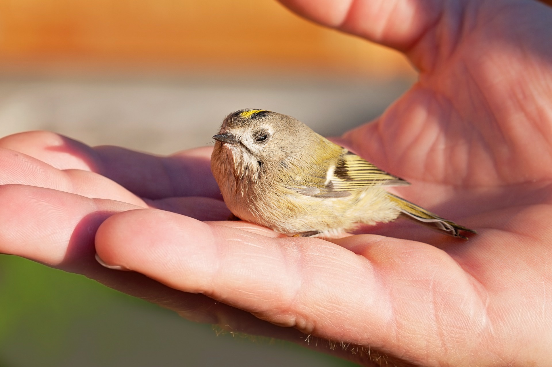 bird-1040944_1920_Pezibear