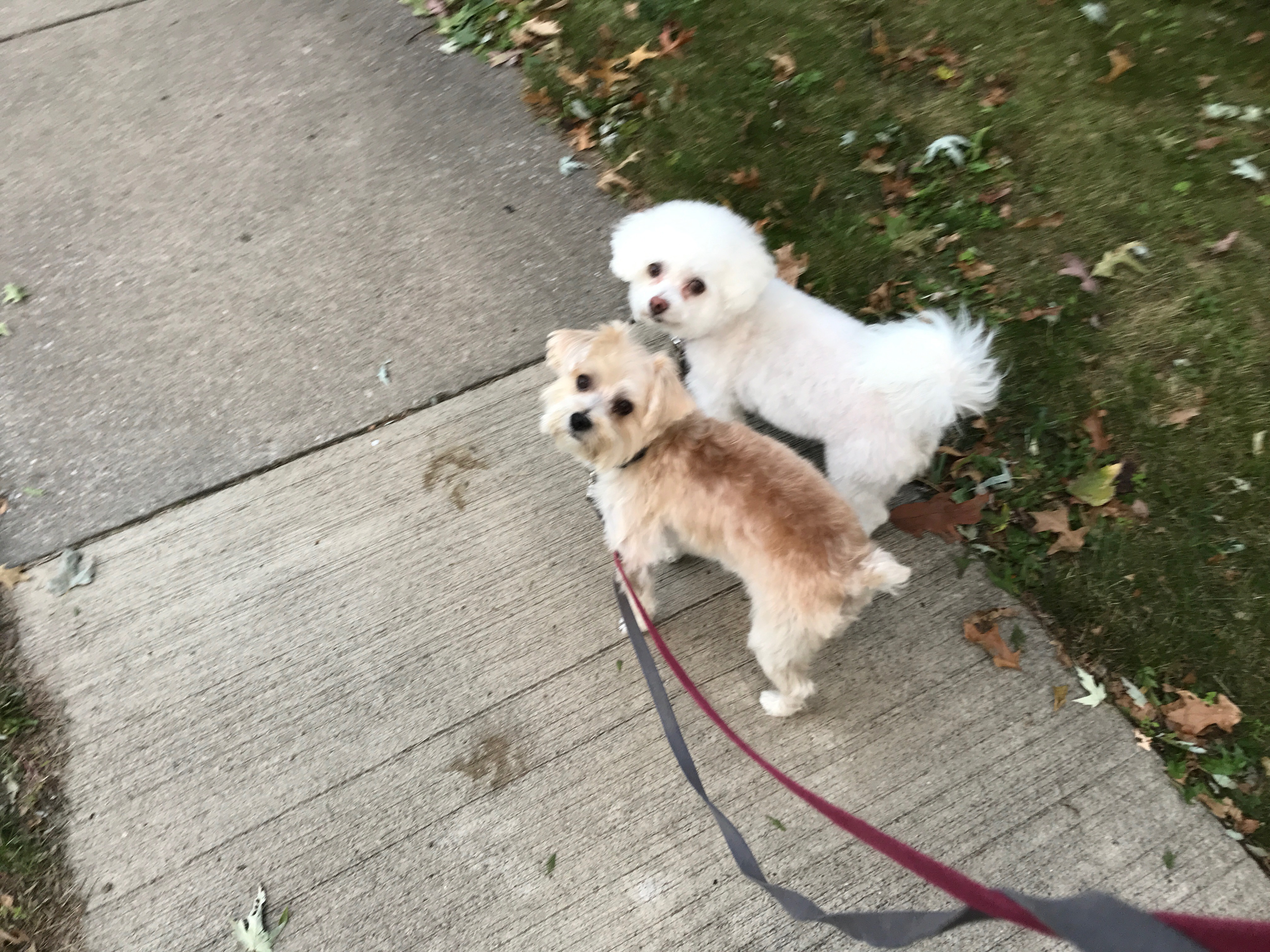 doggies 2017 to 2018 - 3