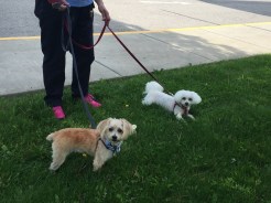 our two pups 051216 - 1