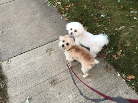 doggies 2017 to 2018 - 3