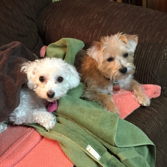 gracie and brewster musical dogs1